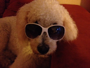 Annie mit Sonnenbrille