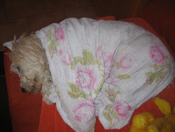 Goldendoodle Sheela mit einem Handtuch